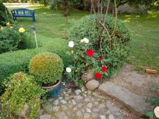 Foto Gartenbereich mit Rasen, Hecken, Rosen