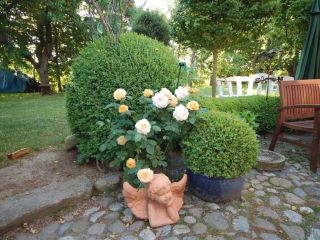 Foto Gartenbereich mit Rosen, Dekoelementen, Holzbank