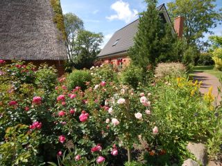 Foto Rosen und andere Blume vor dem Gebäude